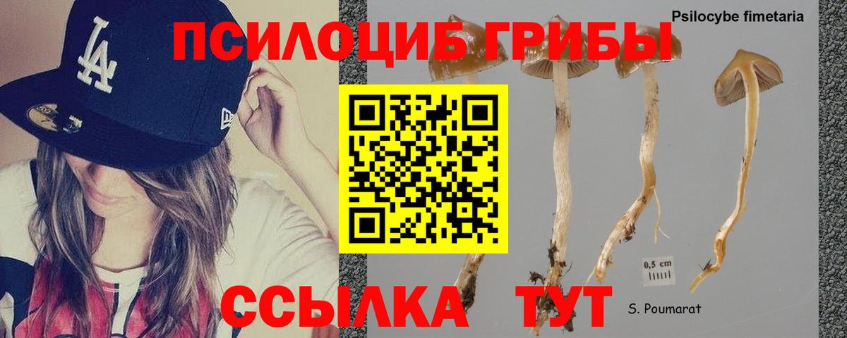Галлюциногенные грибы Cubensis Аргун